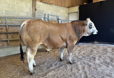 Var, venant de Loire-Atlantique, est parti pour 12 000 € à Gênes Diffusion.