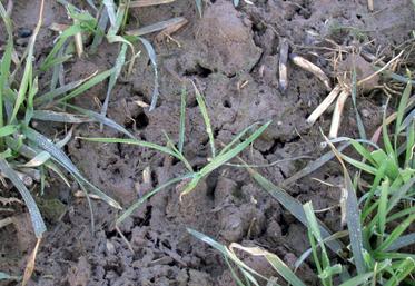 Face aux adventices, la combinaison de plusieurs leviers
reste la stratégie à privilégier.