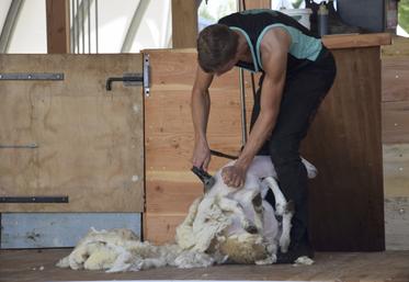 Selon les Douanes, 10 000 tonnes de laine française ont été exportées en 2024.