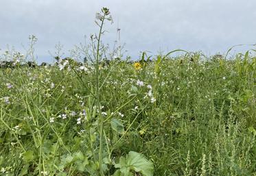 Grâce à un seul passage au distributeur d'engrais, le coût mécanique et le temps passé sont assez faibles.