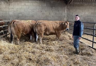 Antoine Babin avec deux des trois bêtes qui seront présentées au concours de l'Apocab. La race Parthenaise est à l'honneur de cette édition.