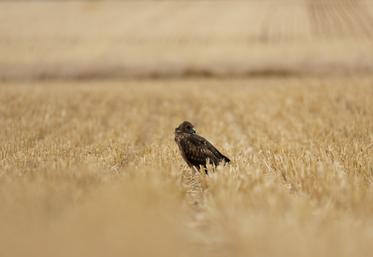Jeune busard Saint-Martin