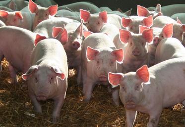 En Charente, deux projets de reprise doivent se concrétiser en début d'année prochaine à Agris et à Brossac.