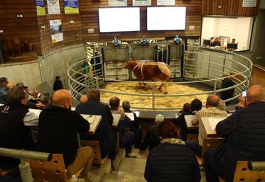 Une cinquantaine de bovins ont été présentés sur le ring.