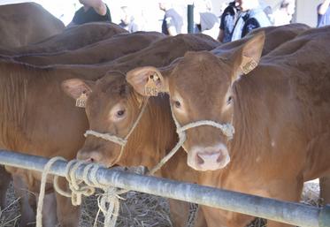 " La structure de la production charentaise, ce qui pousse chez nous, tout est cohérent avec de l'élevage bovin," insiste Laurent Vignerond, directeur adjoint de Corali.