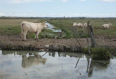Le bassin de Rochefort-Marennes, qui concentre environ la moitié du cheptel bovin départemental (une proportion encore plus élevée pour les seuls bovins allaitants), travaille à favoriser les démarches de consommation de viande locale.