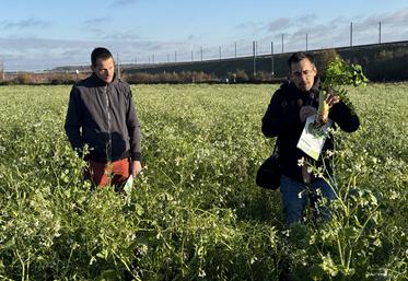 L'agriculteur Hervé Vandeputte (à gauche) travaille ses couverts depuis 2020, dans un but de diversification de revenus et de crédits carbone. Il constate des bénéfices intéressants pour les cultures qui succèdent aux couverts.