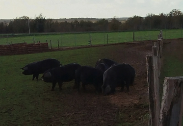 Porcs noirs gascons