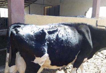 Exemple d'animal contaminé. Les nodules touchent l'épiderme mais aussi les organes internes de l'animal. 