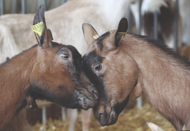Un effet bouc a été rajouté au programme hormonal de synchronisation.