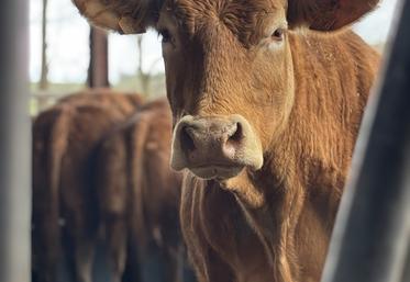 Les prix de bovins ont prix 2€/kg depuis le début de l'année.
