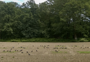 Les tests de fréquentation ont mis en exergue l'intérêt d'Artemide et Ecovelex comparé à Prohibird et BPO.