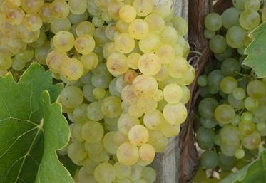 Vignes et grappes de raisin (probablement Ugni blanc) à Chérac (17), le 4 septembre 2023.