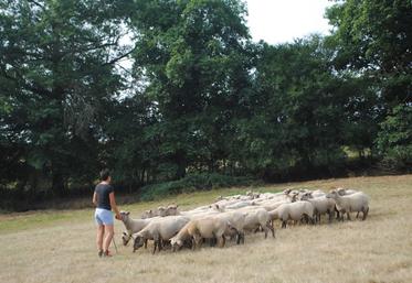 Un CS ovin viande va voir le jour à Bressuire.