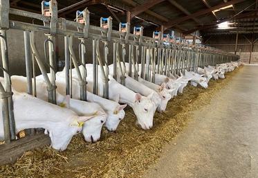 Les normes classiques de rationnement visent le maintien de la production laitière, mais ne permettent pas de maîtriser l'engraissement, influencé par la concentration de la ration.