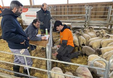 Les élèves doivent savoir manipuler les animaux rapidement et sûrement, et juger de leur état sans les mettre en inconfort.