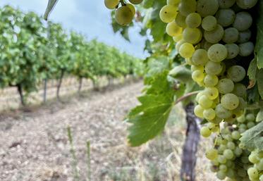 Les conseillers du Cerfrance sont de plus en plus confrontés à des situations tendues sur les exploitations viticoles. Il faut donc adapter les réponses à cette problématique.