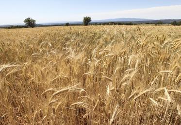 Blé dur au stade épis proches de la maturité, sur le plateau de Valensole dans les Alpes de Haute Provence. Stade épiaison avant moisson.