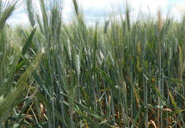 Blé dur, le 22 mai 2025, à St-Georges-du-Bois (17).