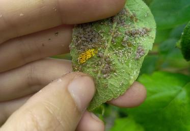 Feuille de pommier infestée par des pucerons cendrés. En jaune, des œufs de coccinelle, auxiliaire de culture prédateur du puceron.