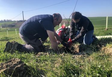 À Doussay, l'aventure d'une mangue produite localement ne fait que commencer.