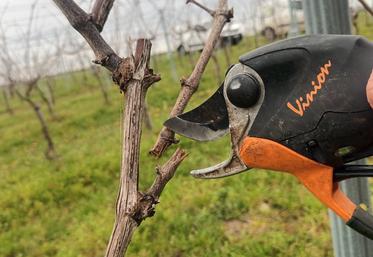 Trois modalités d'établissement et deux types de taille ont été testés par les conseillers viticoles.