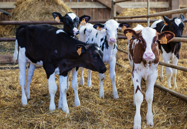 Les tableaux sur le détail des différentes conduites est à retrouver sur le site Internet caracterres.fr.