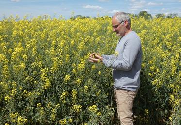 Face aux cours bas du blé et du maïs, Brice Besson a réintroduit du colza dans son assolement, mais cette plante reste demandeuse en intrants coûteux.