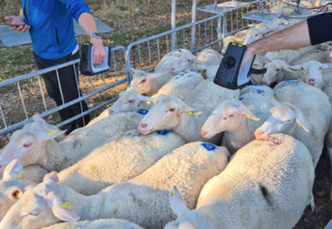 Les boucles RFID Ultra haute fréquence (UHF) permettent d'identifier les animaux par une lecture en masse.