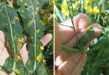 À la mi-avril, 80 % des situations étaient touchées par la maladie.