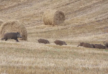 Les dégâts de sangliers ont augmenté de 40 % en un an.