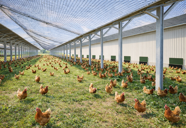 Visuel de volière agrivoltaïque.