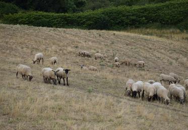 Moutons vendéens