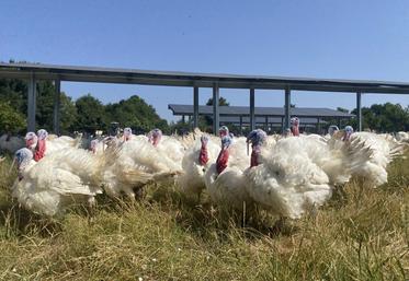 Aux Forges (79), la ferme de Nicolas Moreau constitue un site pilote avec 44 ombrières sur un parcours de 2,5 ha.