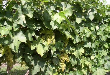 Vignes (Ugni blanc).