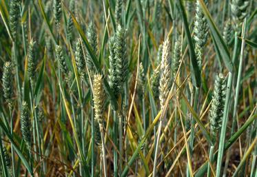 L'échaudage conduit à un arrêt plus ou moins total du remplissage des grains ou de leur maturation.