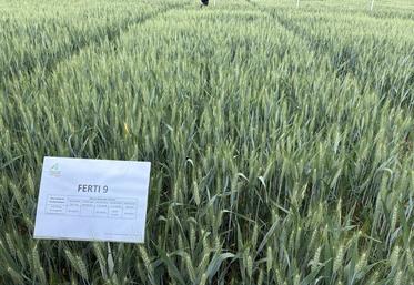 La Chambre d'agriculture a présenté ses essais sur la fertilisation du blé menés à Barret.