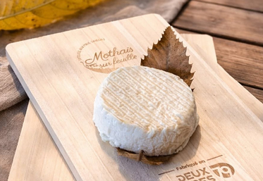 Le Mothais sur feuille rassemble 13 producteurs fermiers, 4 producteurs de lait, 4 artisans et 1 laiterie. 148 tonnes ont été commercialisées en 2025.