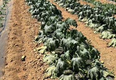 Les cultures en pleine terre souffrent en plus du vent séchant (ici des courges). 