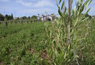 Les stagiaires du 16 juin ont visité les oliviers implantés chez Laetitia Plumat, à Fouquebrune.