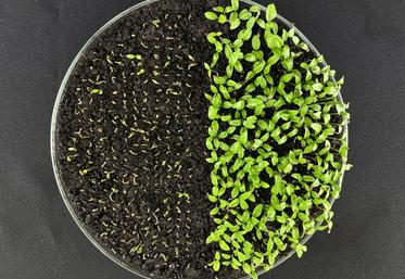 Il s'agit de garantir une germination rapide pour donner naissance à des jeunes plantes résistantes.
