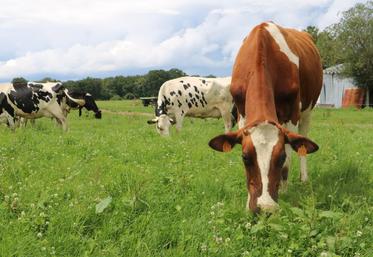 La collecte française est en hausse depuis août 2025 (+ 2,2 % sur l'année), malgré le recul du cheptel laitier (-610 000 vaches depuis 2014).