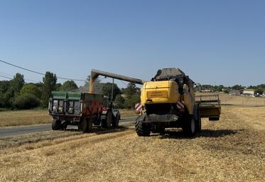 Moisson bien avancée à La Couronne.