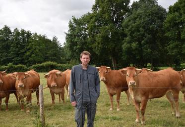 Baptiste Tricot, ici devant ses génisses limousines, conduit son troupeau sur 80 ha de prairies.