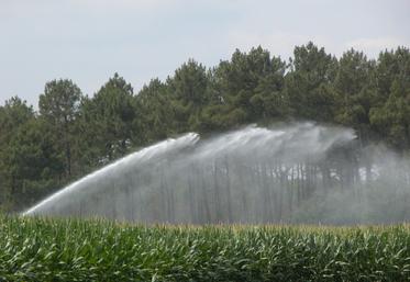 Une première irrigation peut être envisagée dès aujourd'hui si la ressource en eau le permet.