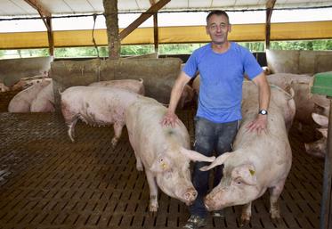 Alain Sergent produit environ 8 000 porcs charcutiers par an. Ils sont abattus à Confolens et transformés chez Sodiporc à Angoulême.