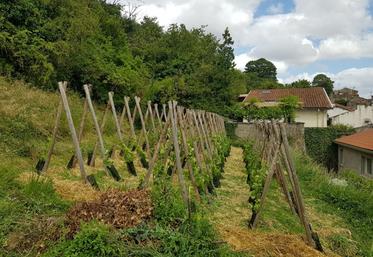 Les membres des "Communs du Clain" ont planté plus de 180 pieds de vignes sur 500 m2.