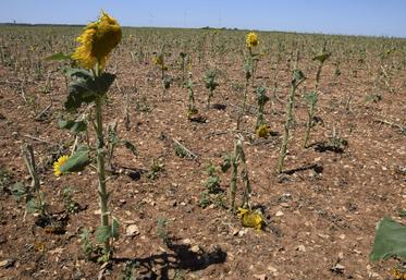 En Nord Charente, la grêle a mis à mal les cultures de tournesol.