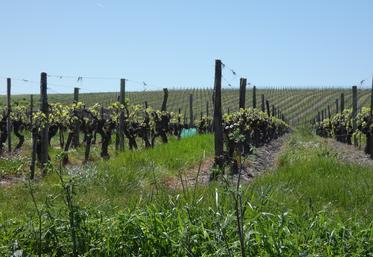 Selon Agreste, l'hectare de vignes se négociait en moyenne à 20 900 €/ha en 2025 en Charente-Maritime. Le vignoble de Charente s'en sort un peu mieux, avec un prix moyen de 25 600 €/ha.