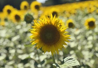 La récolte du tournesol est désormais autorisée.